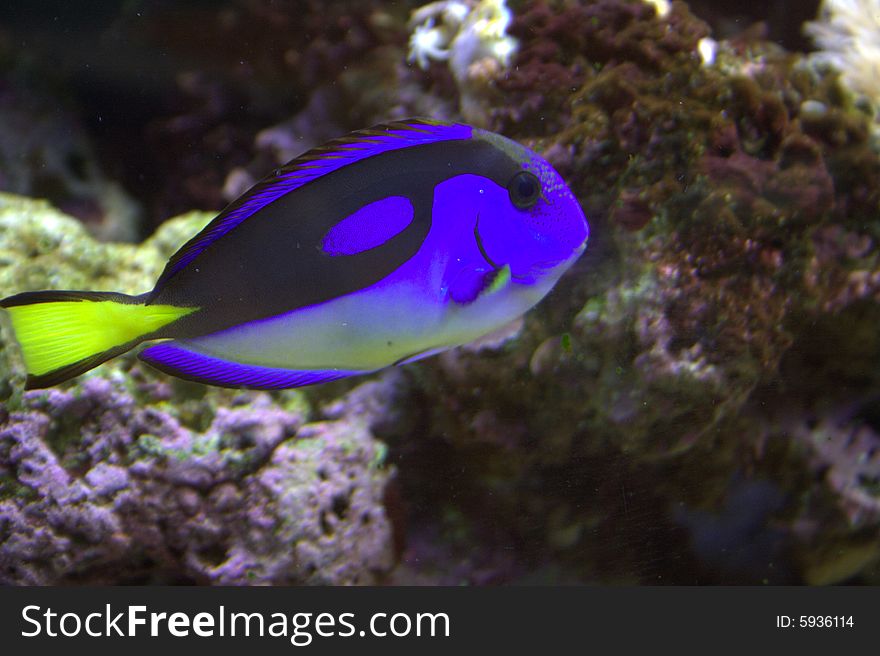 A powder-blue/ hippo tang in a pet shop.