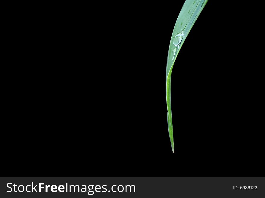 Detailed greenish leaf - macro shot - 
leaves in evening.
there is the water that a leaf