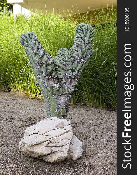 A cactus and rock in an arid garden. A cactus and rock in an arid garden