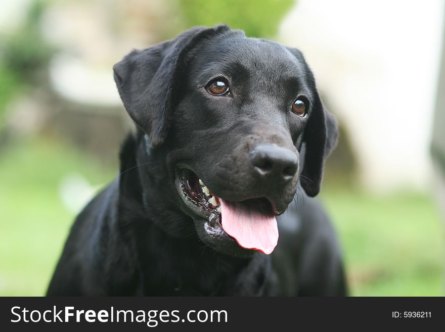 A black labrador retreiver with his smile. A black labrador retreiver with his smile