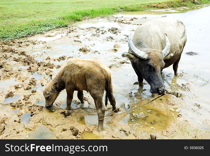 The water buffalo in the water .