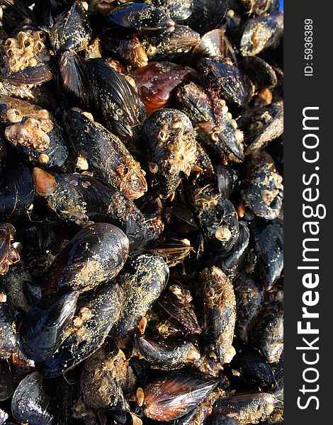 Background from a close up of mussels