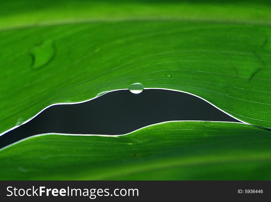 Detailed greenish leaf - macro shot - leaves in evening.there is the water that a leaf