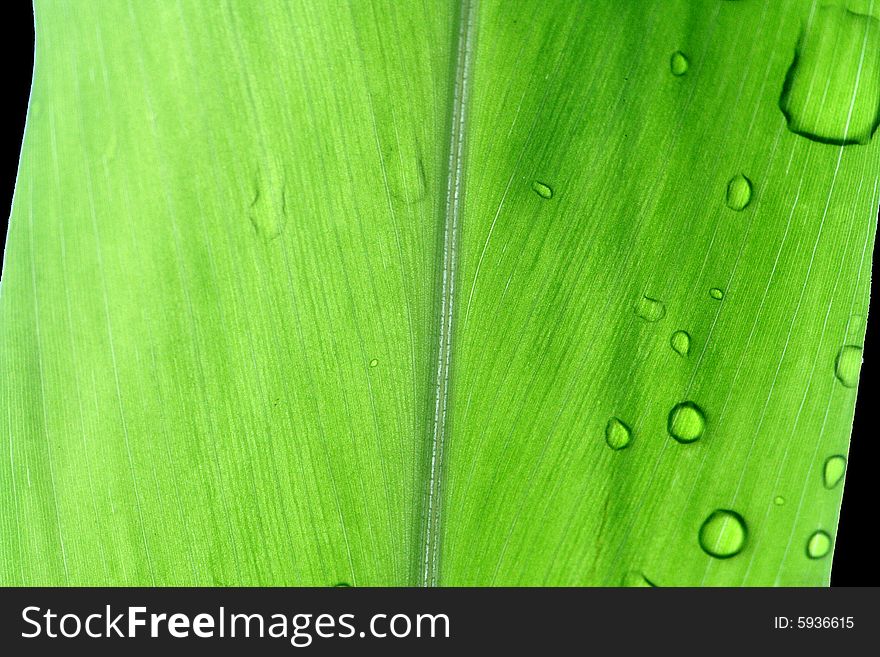 Detailed greenish leaf - macro shot - leaves in evening.there is the water that a leaf