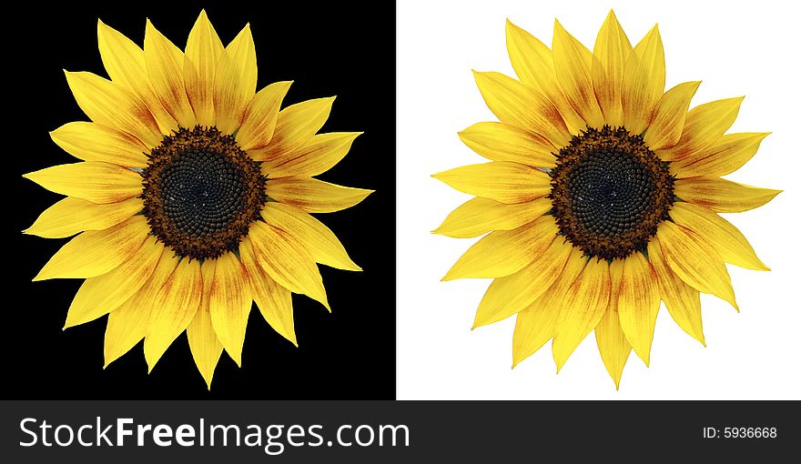 Sunflower isolated on a white and on a black background. Sunflower isolated on a white and on a black background