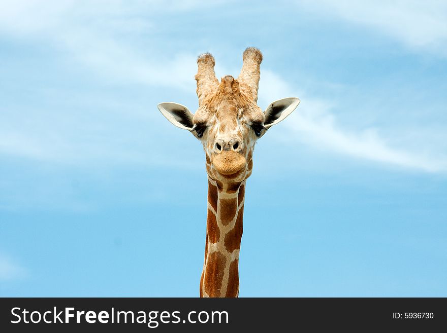 Close up of giraffe staring at camera