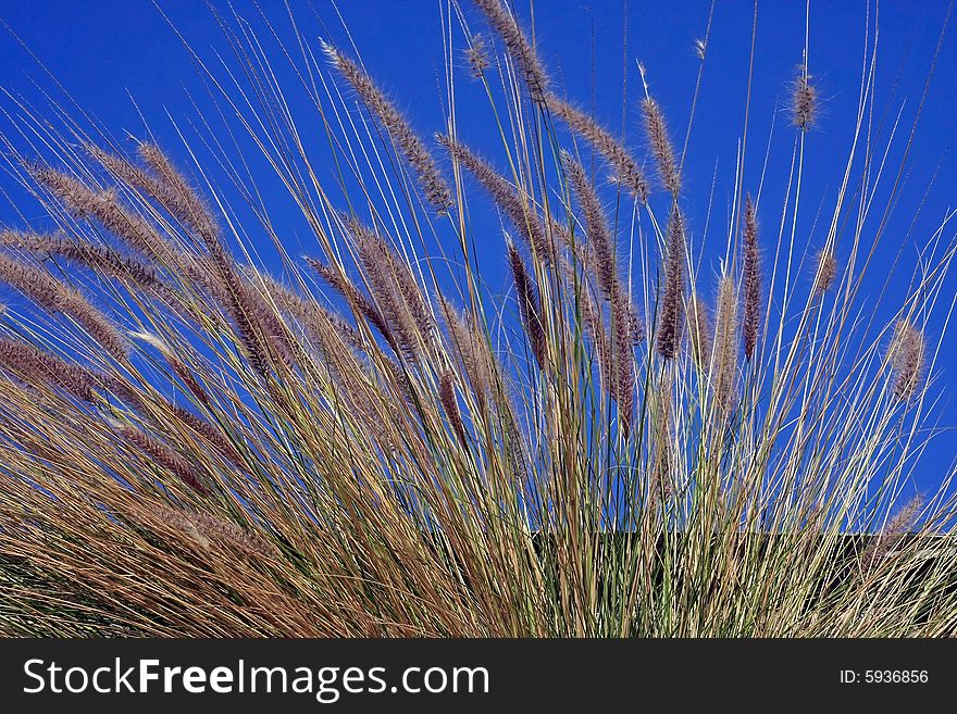 Bunch of Grass in front of a bright blue sky. Bunch of Grass in front of a bright blue sky