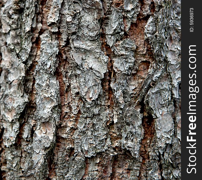 Close view of a pine bark