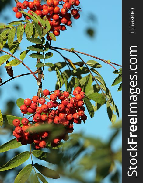 A lot of rowan berries against the sky. A lot of rowan berries against the sky