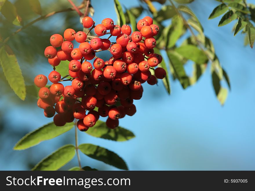 A lot of rowan berries against the sky. A lot of rowan berries against the sky