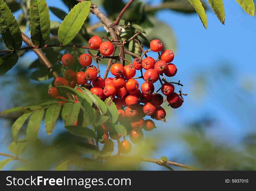 A lot of rowan berries against the sky. A lot of rowan berries against the sky