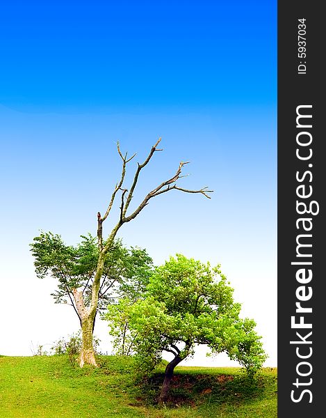 The tree with the blue sky background. The tree with the blue sky background