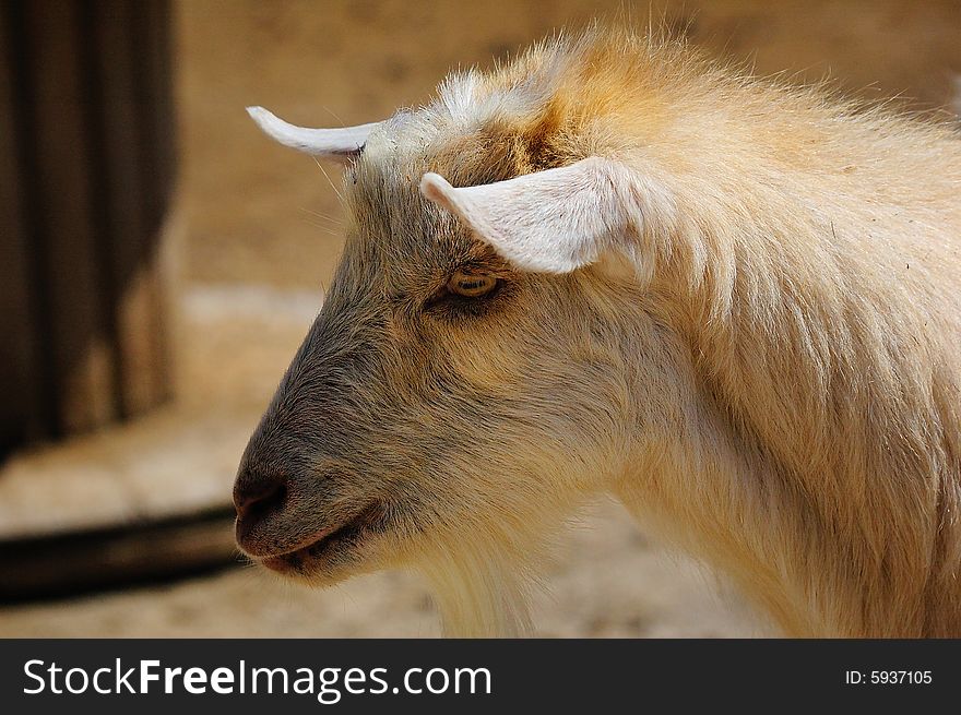 Portrait of a White Goat. Portrait of a White Goat