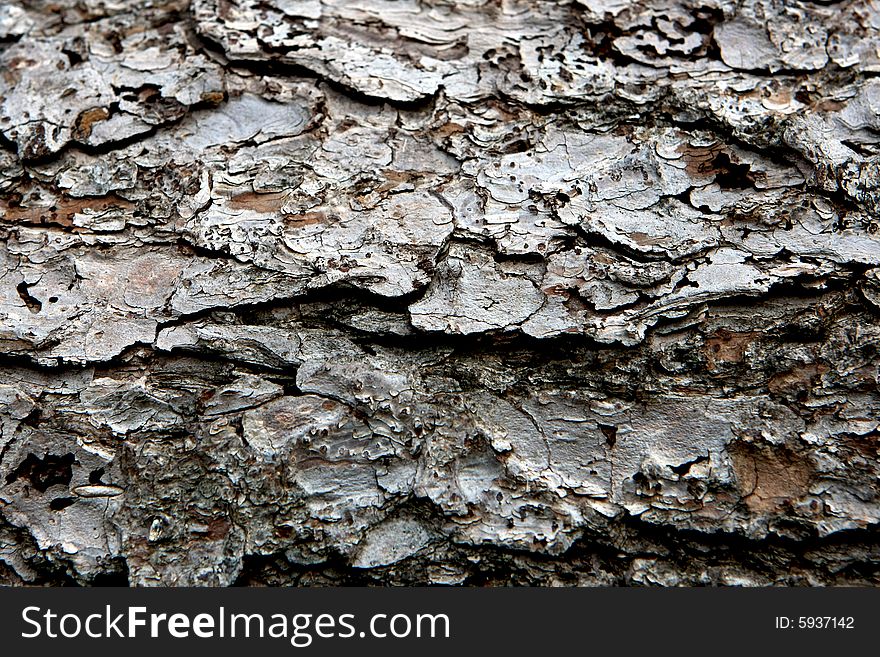 Close view of a pine bark