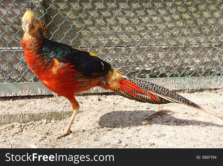 Vividly colored Golden Pheasant peering to left