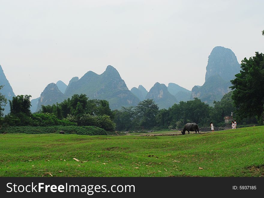 Cows on the grassland, mountains surrounding, with water and trees. Cows on the grassland, mountains surrounding, with water and trees.