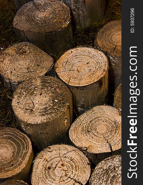 Several broken logs with concentric circles