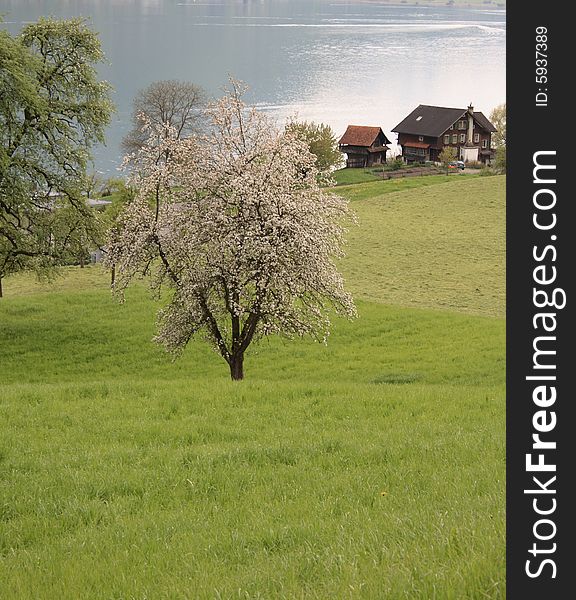Meadow with blooming cherry tree in spring time. Meadow with blooming cherry tree in spring time