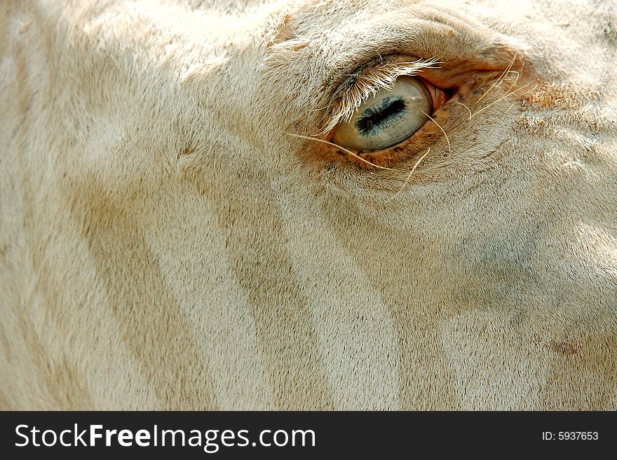 Albino zebra's eye staring into camera as a close up. Albino zebra's eye staring into camera as a close up