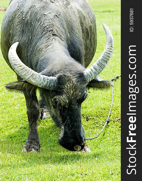 The water buffalo at the meadow