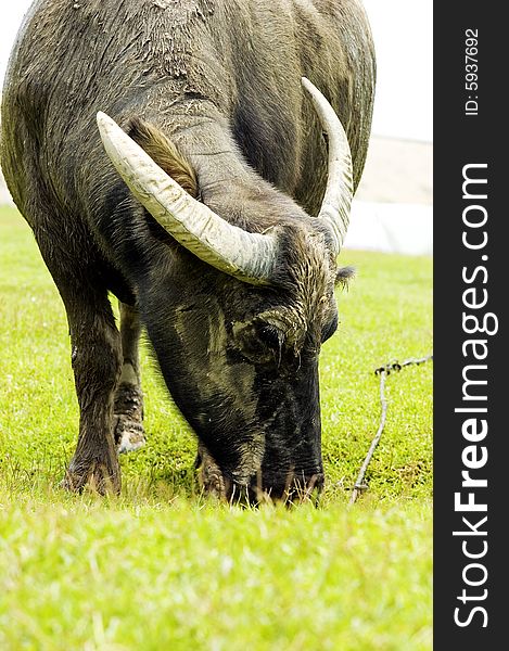 Water Buffalo