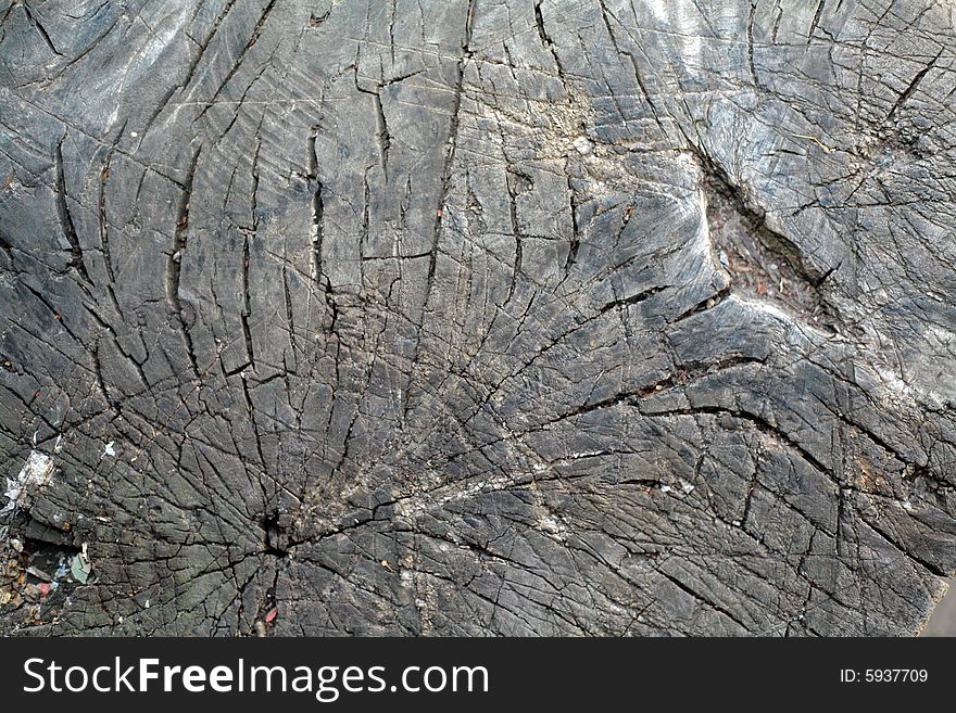 A close-up of tree bark. Useful for textures and backgrounds. A close-up of tree bark. Useful for textures and backgrounds.