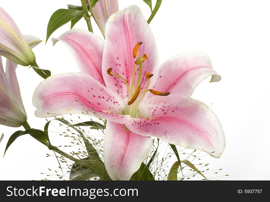 White and purple lily on white background