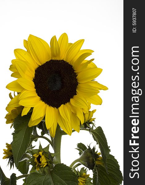 A single sunflower on white background