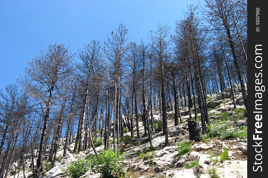 Burned trees