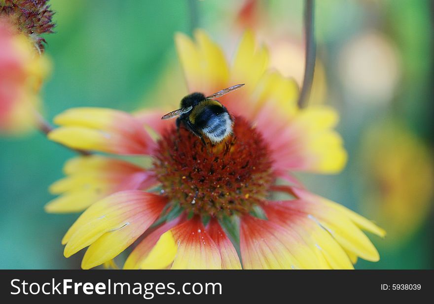 The bee pollinates the big beautiful flower. The bee pollinates the big beautiful flower