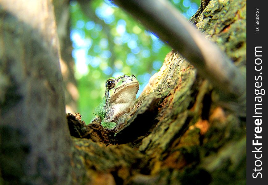 A little tree frog in a tree.