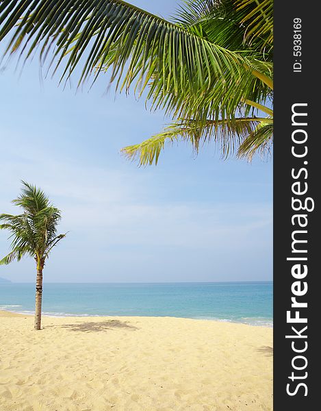 View of nice tropical empty sandy beach with some palm. View of nice tropical empty sandy beach with some palm