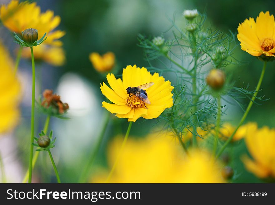 The bee sits in the center of a yellow flower