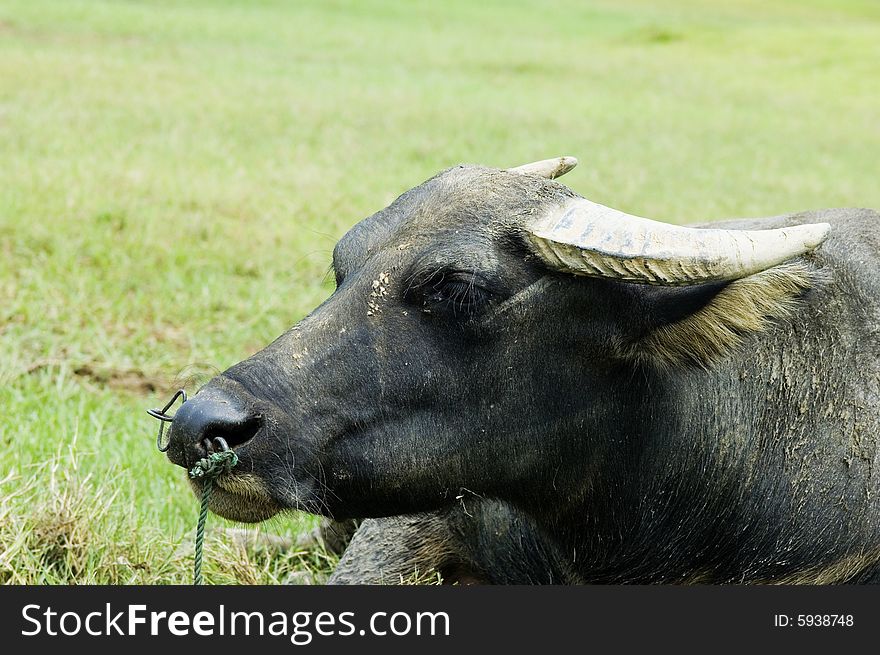 The water buffalo at the meadow