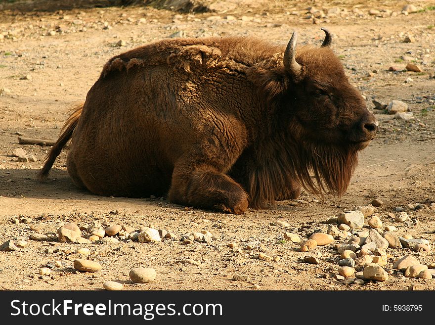 Buffalo or bison with shedding or molting fur laying down on dry brown earth