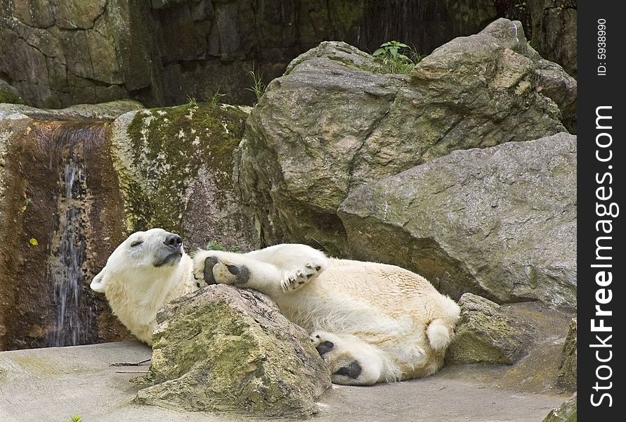 A polar bear having a rest at a zoo. A polar bear having a rest at a zoo.