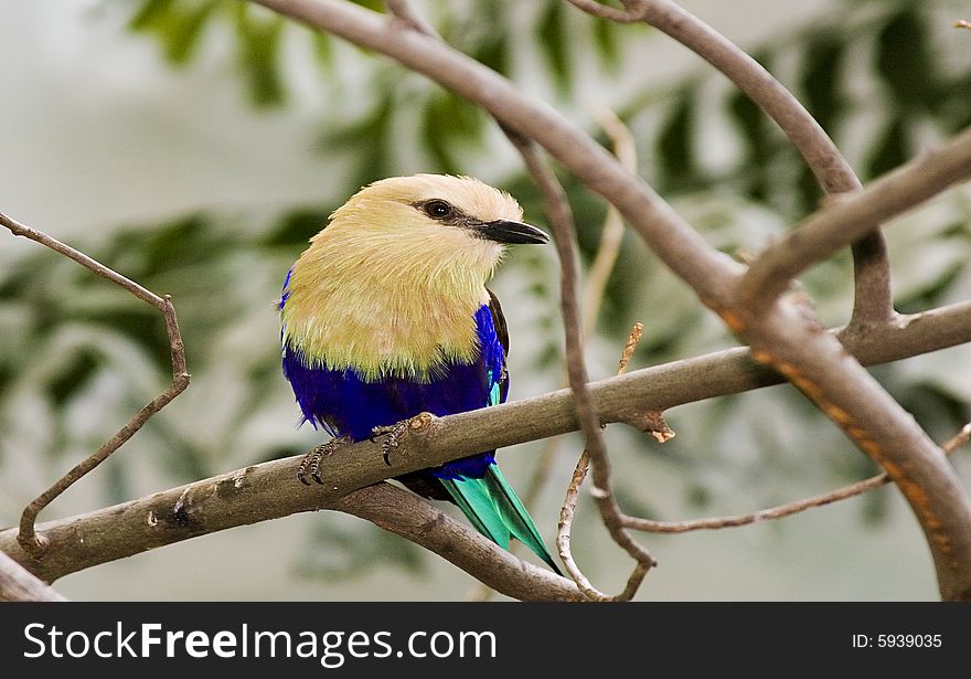 A colorful bird on a tree trunk.