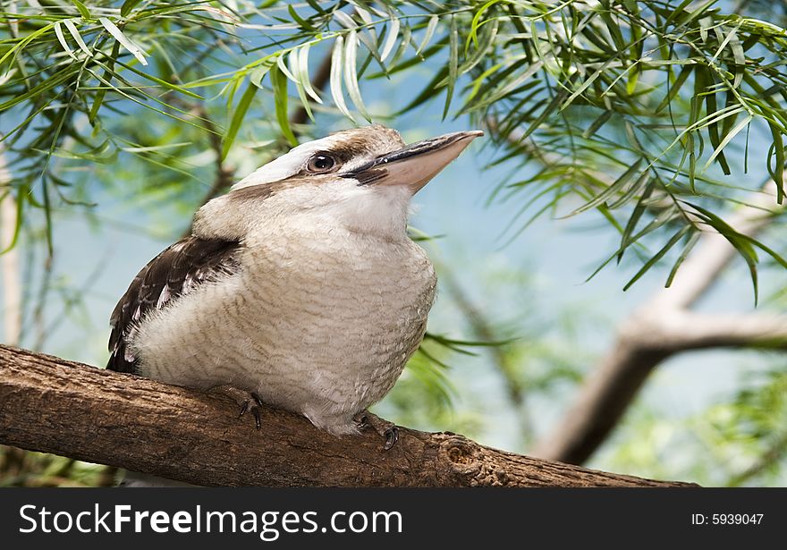 A Bird On A Trunk