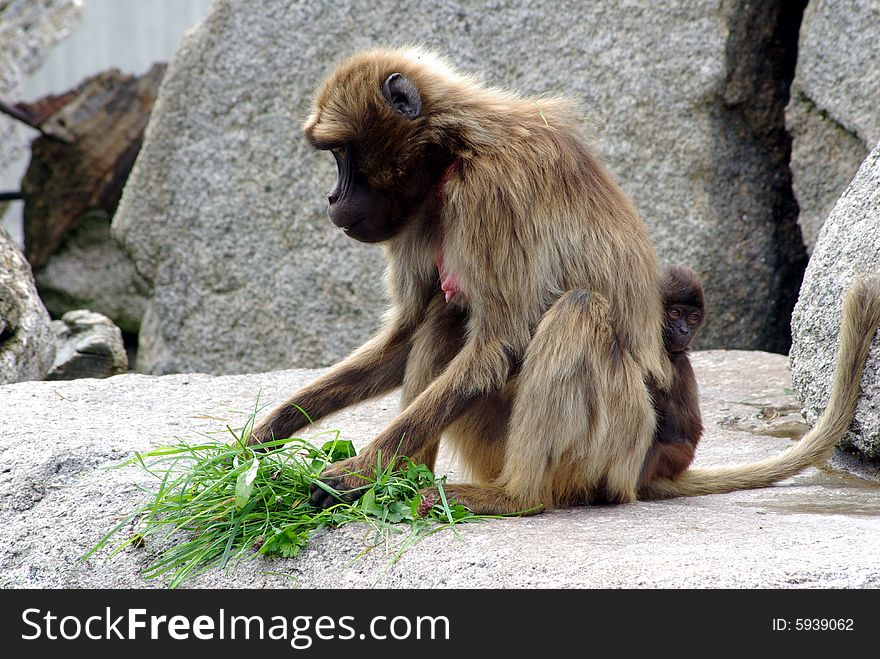 One monkey is sitting on a rock with some gras. One monkey is sitting on a rock with some gras