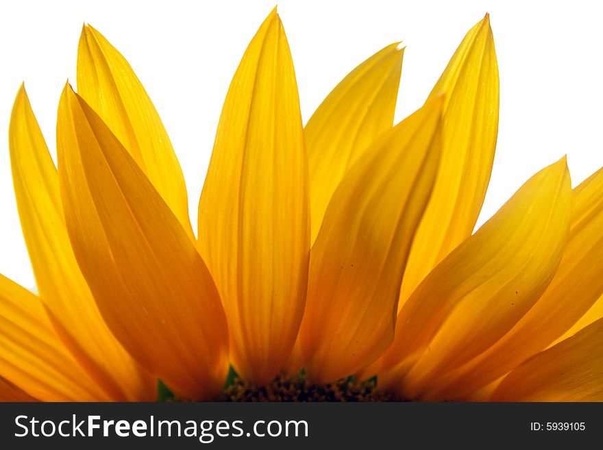Close up of sunflowers on yellow backgrouns