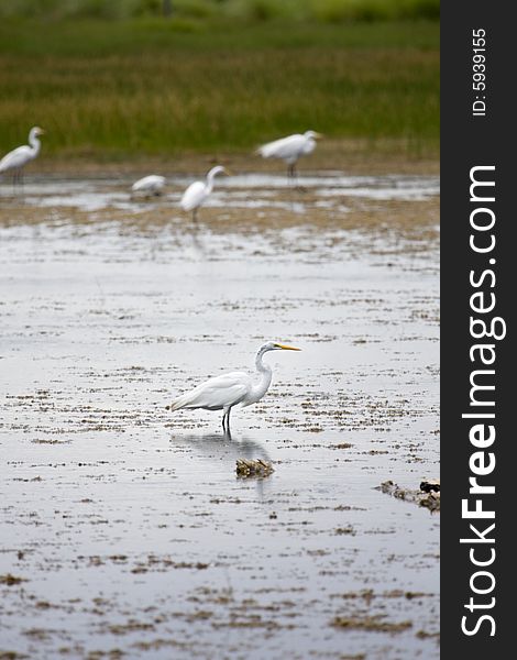Great White egret standing in swamp. Great White egret standing in swamp