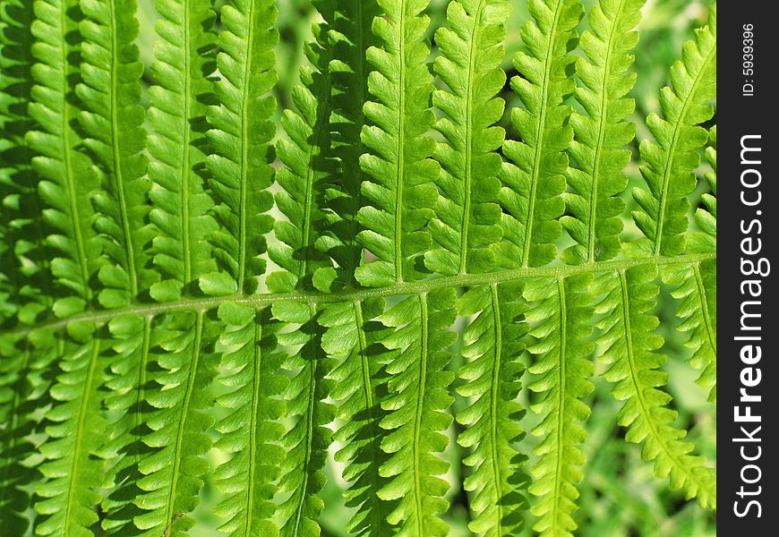 View of nice green leaves