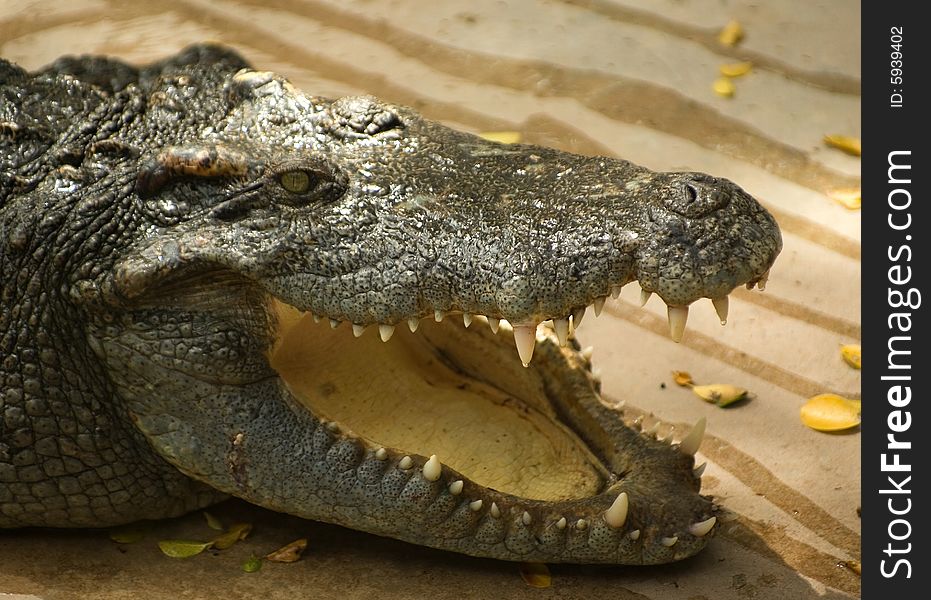Crocodile..