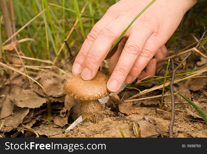 There is the cut away mushroom in-field
