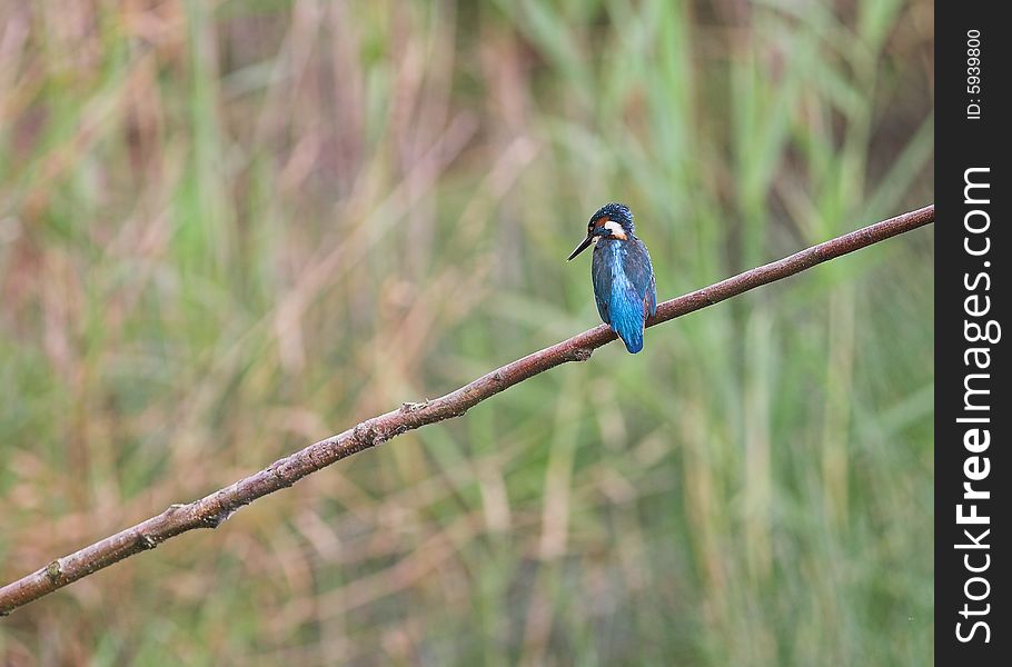 A Kingfisher - Alcedo atthis - perched by the water on a branch. A Kingfisher - Alcedo atthis - perched by the water on a branch.