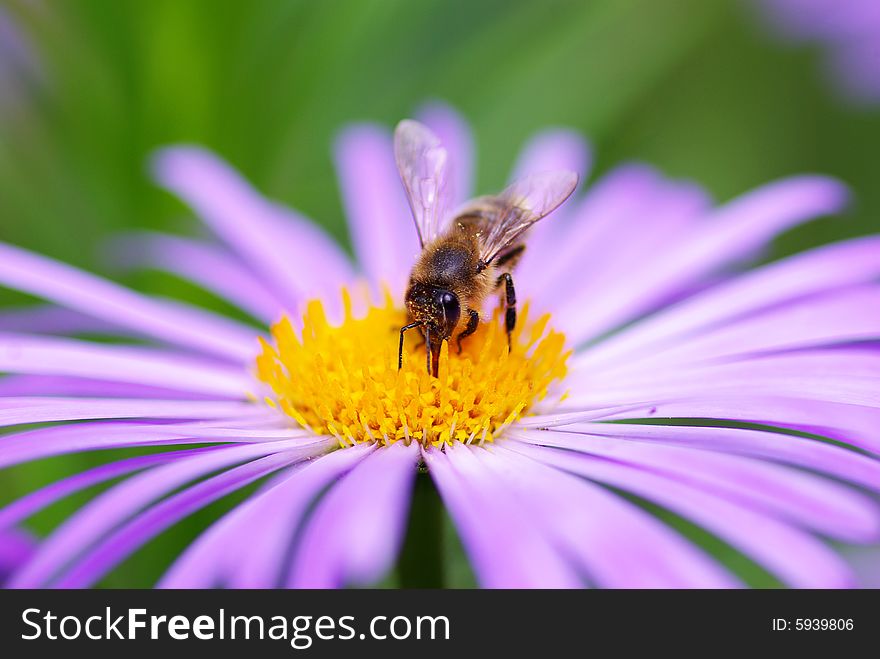 Image of beautiful  violet flower and bee