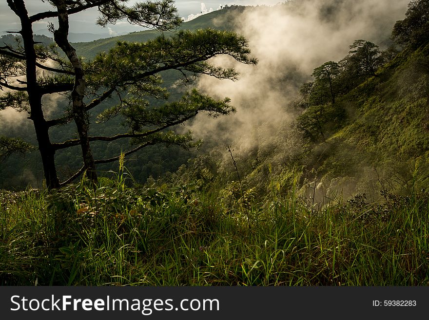 Photo of pine trees on the mountains with fog has been taken before sunset