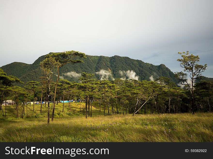 Photo of meadow and pine forest has been taken before sunset