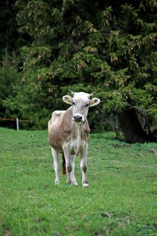 Young Brown Cow Stock Photo