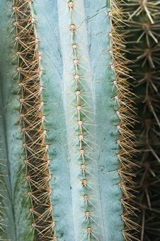 Details Of Cacti Stock Photography Details Of Cacti Stock Photography